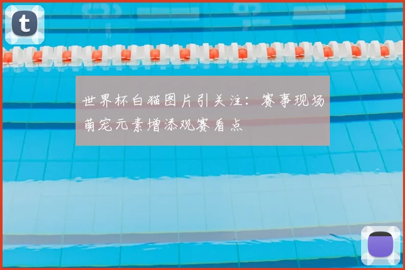 世界杯白猫图片引关注:赛事现场萌宠元素增添观赛看点